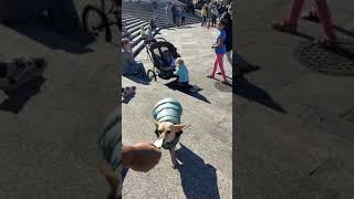 the most hard-working dog I&#39;ve ever seen #shorts 😍