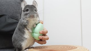 チンチラのお気に入りのブラシがなくなってしまったので猫用のペットティーザー買ってみた