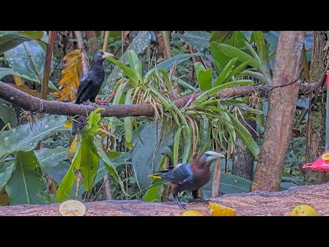 Two Oropendola Species! Chestnut-headed And Crested Oropendola Visit Panama Feeder – Oct. 23, 2024