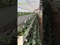 How Many Strawberry Plants Can Be Grown in a Typical Strawberry Gutter System?