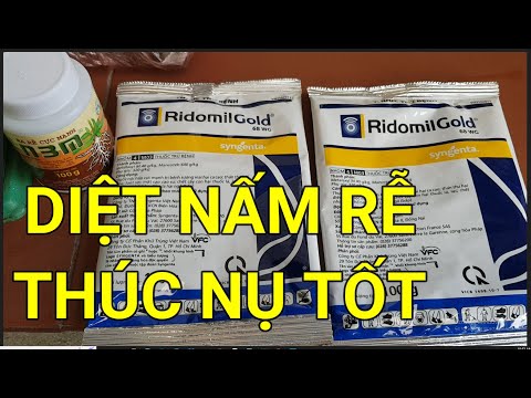 🔴QBS22259 - HƯỚNG DẪN SỬ DỤNG RIDOMIL GOLD ĐT 0942456100 | CHĂM SÓC MAI MIỀN BẮC | TẠO NỤ MAI VÀNG