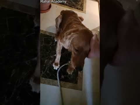 دايزي تعديل سلوك