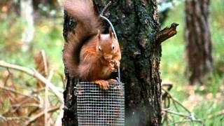 preview picture of video 'Red Squirrels (sciurus vulgaris) in the Caledonian pine forests at Carrbridge, near Aviemore'