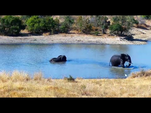 Elephants having a pool party 8/20/25