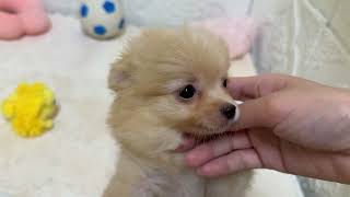 ハーフ犬の動画01