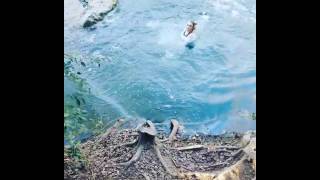 faze tari faza comica cazatura apa