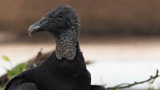 Urban Austin Wildlife - Postcard From Texas