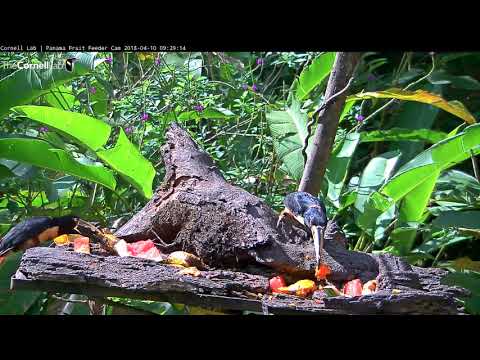 Collared Aracaris Take Over Panama Fruit Feeders – April 10, 2018