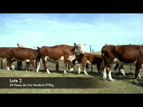 Lote 60 Piezas de cría Hereford 370kg -  en Establecimiento las Delicias - Paraje la Bolsa, ruta 30 km 176. entra al sur 8 km.