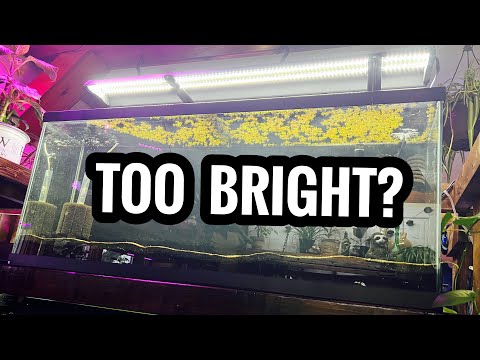 My Aquarium Light is TOO BRIGHT?