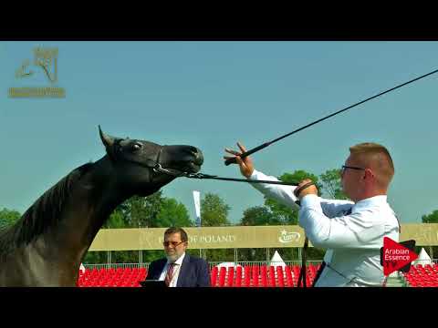 N.41 OLBER - 2017 Pride Of Poland - Yearling Colts (Class 4)