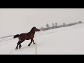 Stallion Brabancon breeds/ ЖЕРЕБЧИК ПОРОДЫ БРАБАНСОН