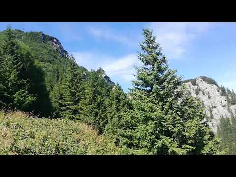 Căminul Alpin - Vf Bucsoiu. La Prepeleac