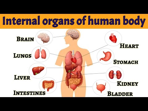 Internal organs of human body | Internal organs | Parts of our body | 