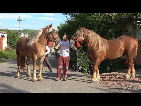 Armasarii lui Adi de la Calnic, Alba - 2020 Nou!!!