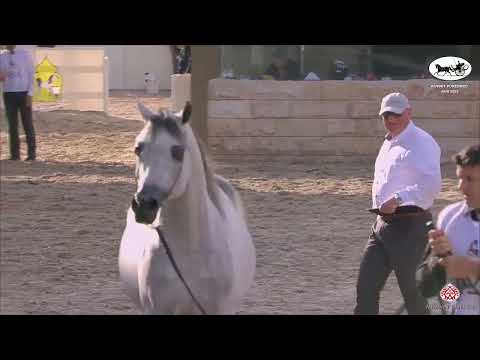 N.427 D ARGHAD - Kuwait Purebred Arabian Horses Show 2022 - Stallions 7+ Years Old (Class 10)