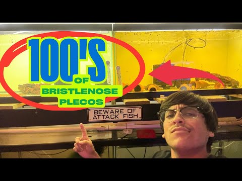 How we raise 100’s of Bristlenose Plecos at Xzotic Aquatics