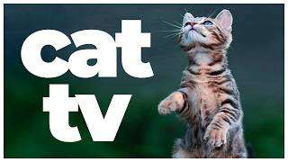 Cat TV: 10 Hours of Birds, Squirrels & Relaxing Music for Cats 🐦🐿️🎶 | Entertainment & Stress Relief