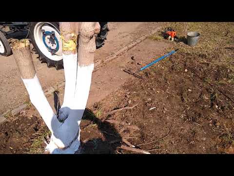 Корчую дерево!! Японский минитрактор Mitsubishi ST2320 не смог. Посадил берёзку!