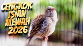 Download lagu MATERI CENGKOK ISIAN MEWAH 2026 ! MASTERAN KENARI ISIAN BLACKTHROAT GACOR SUARA JERNIH FAVORITE mp3