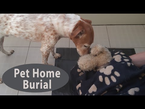 How to Bury your Dog at Home - Is dog home burial legal and how to do it?