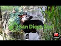 San Diego Zoo World Okapi Day