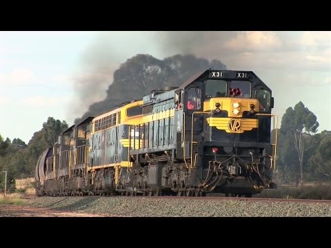 EL Zorro Grain At Woodvale.  Tue 17/01/12