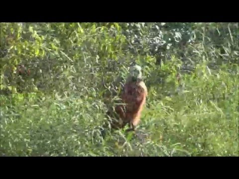 A Hawk in the Ibera Wetlands, Argentina