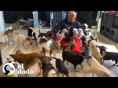 A Day in the Life of a Man with 20 Adult Dogs | The Dodo