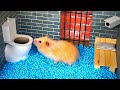🐹 Hamster escapes the amazing maze! 🐹 Real life traps
