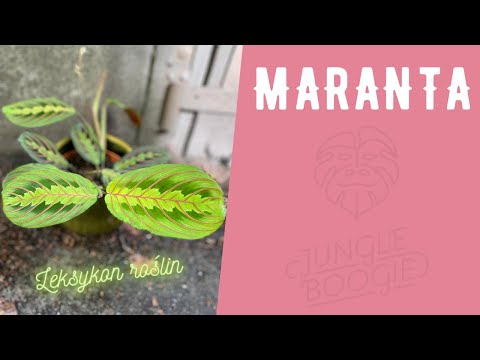 Maranta - the most important information, care, and watering. Jungle Boogie Plant Lexicon Episode I
