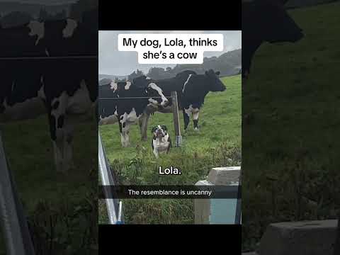 #happy #interesting #prank #funnyanimals #dogsoftiktok #interesting #dogsoftiktok #funnydogs