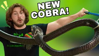 NEW Cobra wants to BITE!