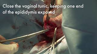 Sable Antelope Epididymectomy Walkthrough