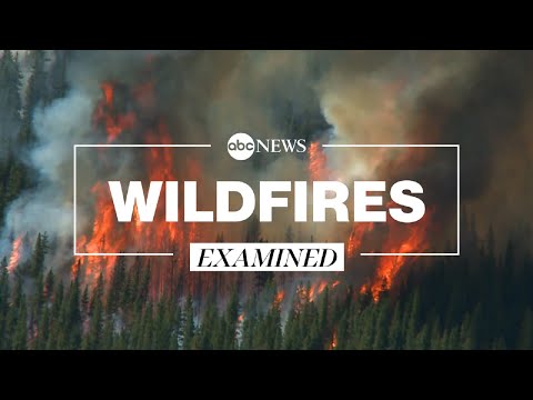 How climate change and forest management make wildfires harder to contain l ABC News