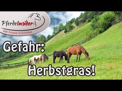 31 Wochen der Schwangerschaft wund Becken und unteren Rücken Wo Gelenkschmerzen