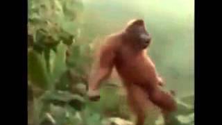 Medi napoli parodia scimmia