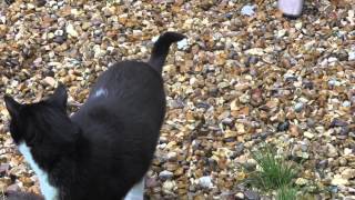 Liisa: I'm Not Hot But I'd Always Keep You Warm (one shot with cat & mannequindepressive)