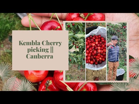 Cherry Picking  at Kembla Cherry Orchard|| Near Canberra|| Pranshul Talks