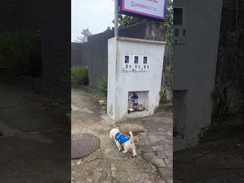 Um passeio pelas ruas de videira santa catarina