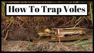 How To Trap Voles Out of Your Yard or Garden.