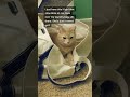 A Lil Girl That Slow Blink At Me Shorts Cat Cats Catoftheday
