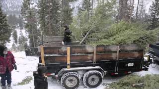 Christmas Tree Giveaway at the Lolo Peak Brewing Company