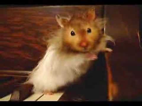 Brynna 's hamster on a piano