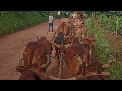 13° Encontro de Carreiros está acontecendo em Nova Resende MG, Acompanhe: