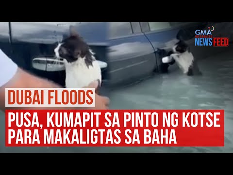 Dubai floods – Cat clings to car door to survive flash flooding GMA Integrated Newsfeed