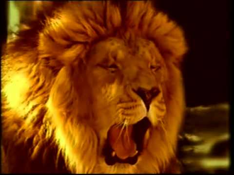 Lion Beer Advertisements - Nadee Ganga