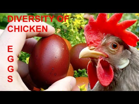 DIVERSITY OF CHICKEN EGGS: a comparison with 20 different breeds from Leghorn to Orpington