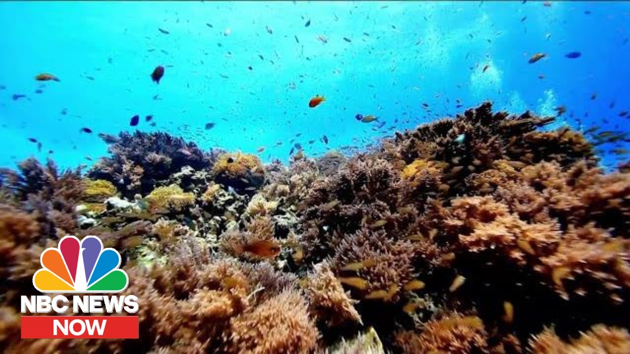 Climate Change Report Author Explains Why Oceans Are At Risk | NBC News Now