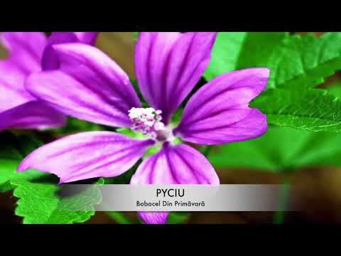 Pyciu- Bobocel Din Primăvară